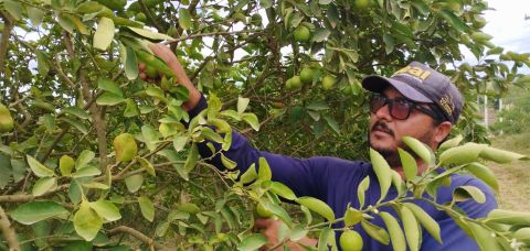 Fazenda em Wagner produz cerca de 200 toneladas de frutas por ano